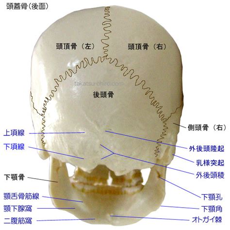 項骨